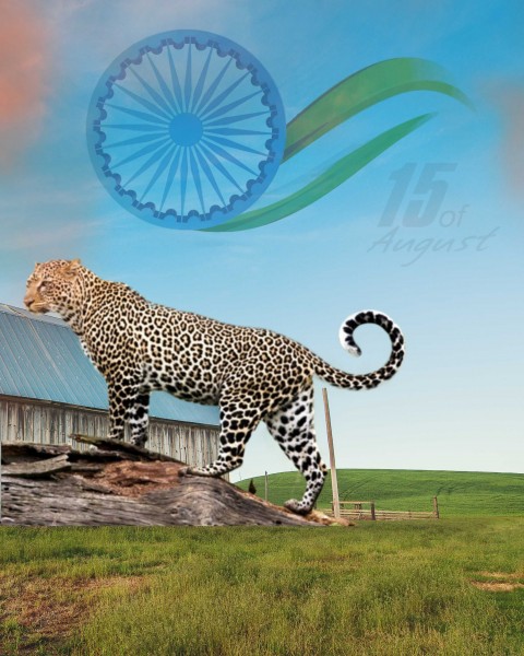 15 August Cheetah CB PicsArt Editing Background