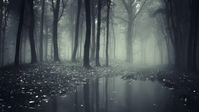 Abstract Forest  Foggy Forest With A Lake Background