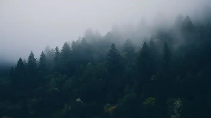 Abstract Forest  Foggy Forest With Trees Background