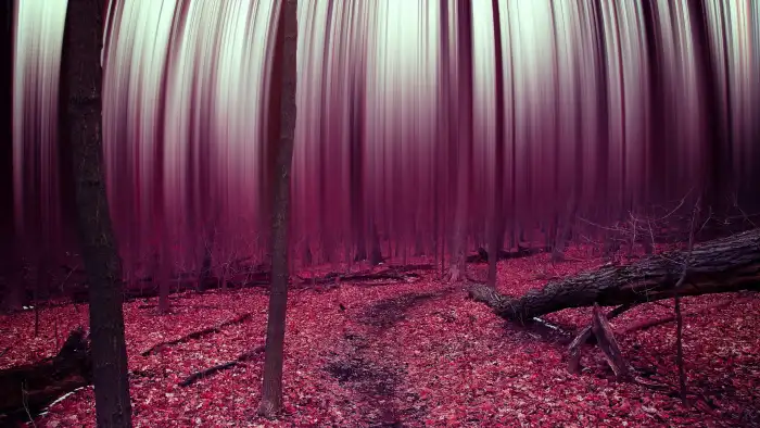 Abstract Forest Forest With Pink Lights Background