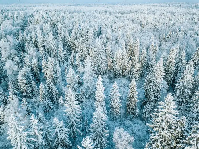 Aerial View Snow Covered Forest Background