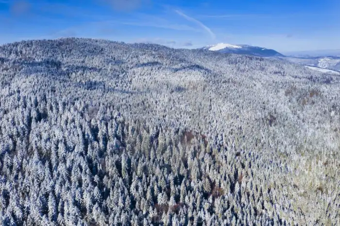 Aerial View Snow Covered Forest Background