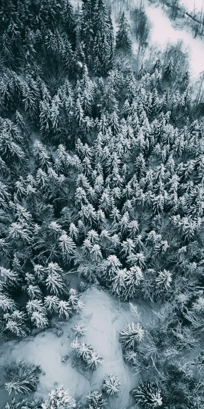 Aerial View Snow Covered Forest Background Free