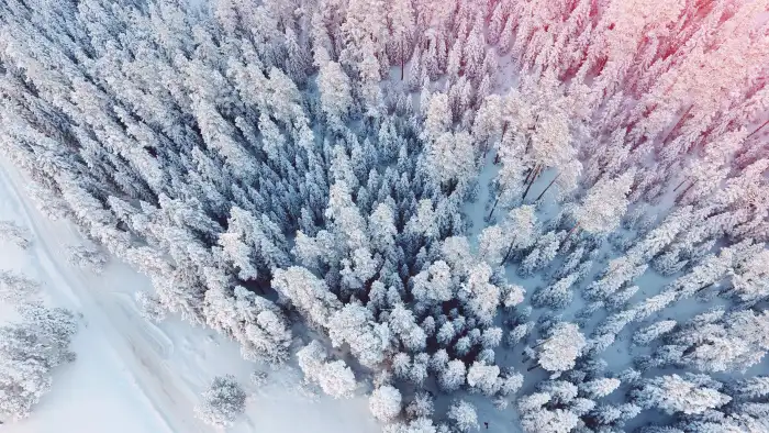 Aerial View Snow Covered Forest Background HD Images