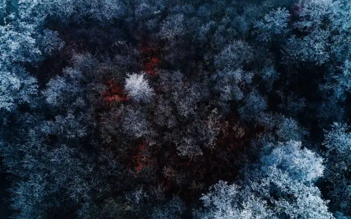 Aerial View Snow Covered Forest Background