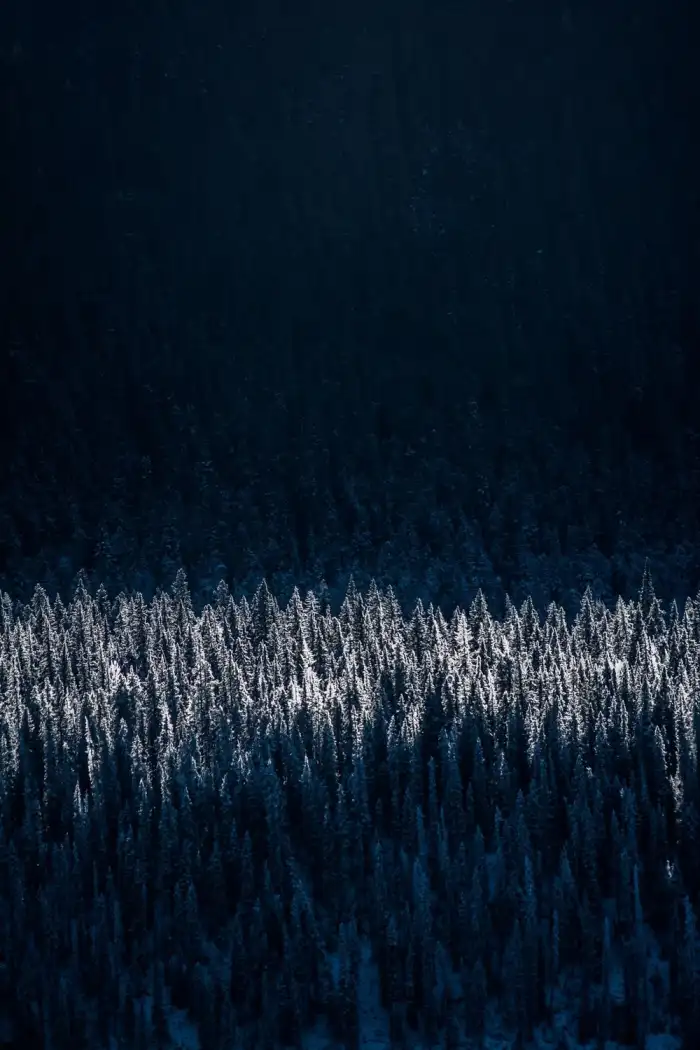 Aerial View Snow Covered Forest Black Background