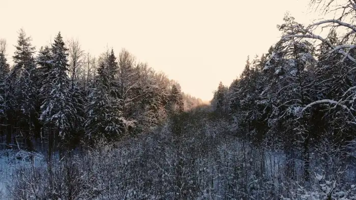 Aerial View Snow Covered Forest HD Background