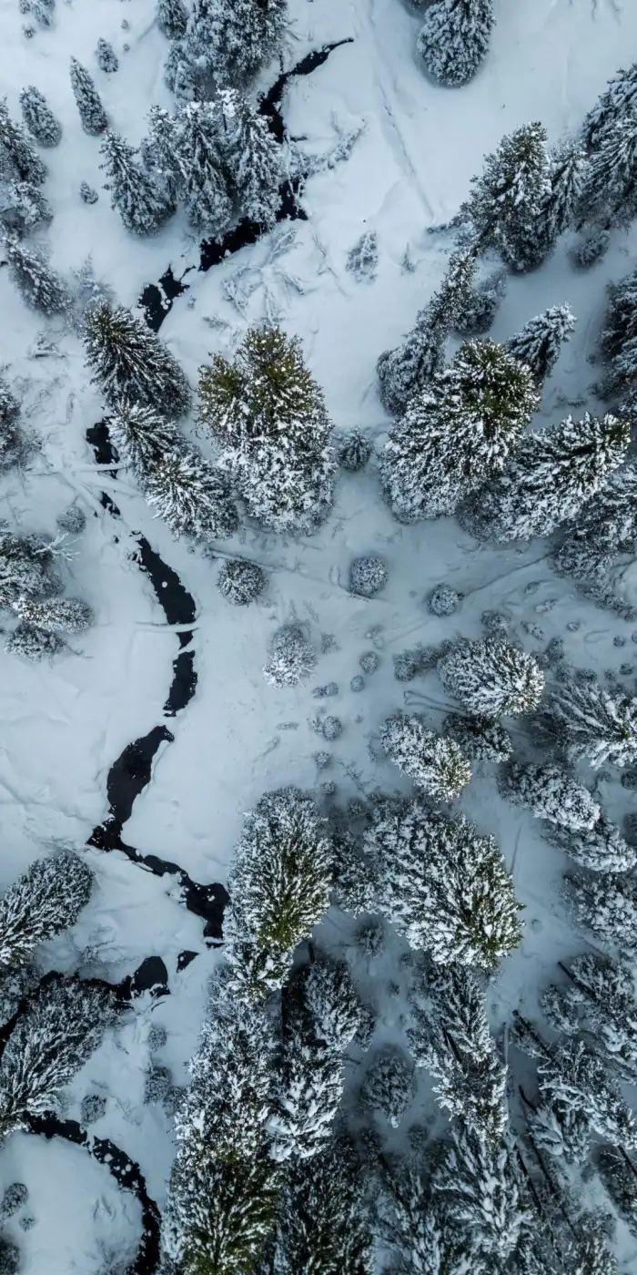 Aerial View Snow Covered Forest Snow Background