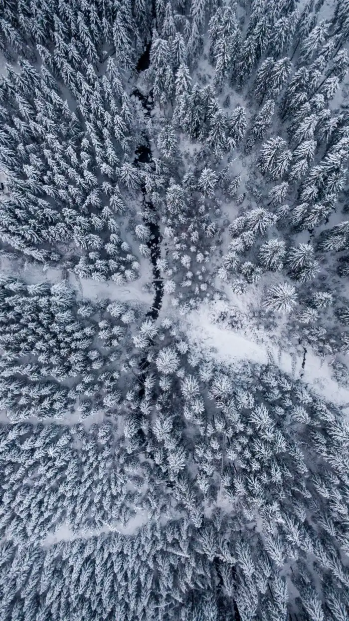 Aerial View Snow Covered Forest Snow Cover Background