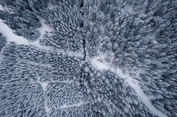 Aerial View Snow Covered Forest Snow Cover Tree Background