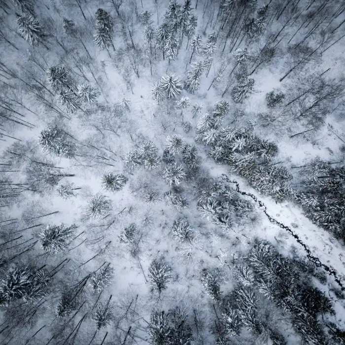 Aerial View Snow Covered Forest Snow Cover Tree Background