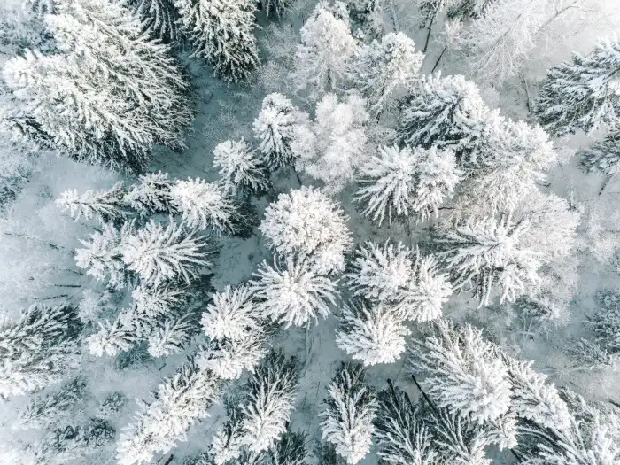 Aerial View Snow Covered Forest Tree Snow Cover Background