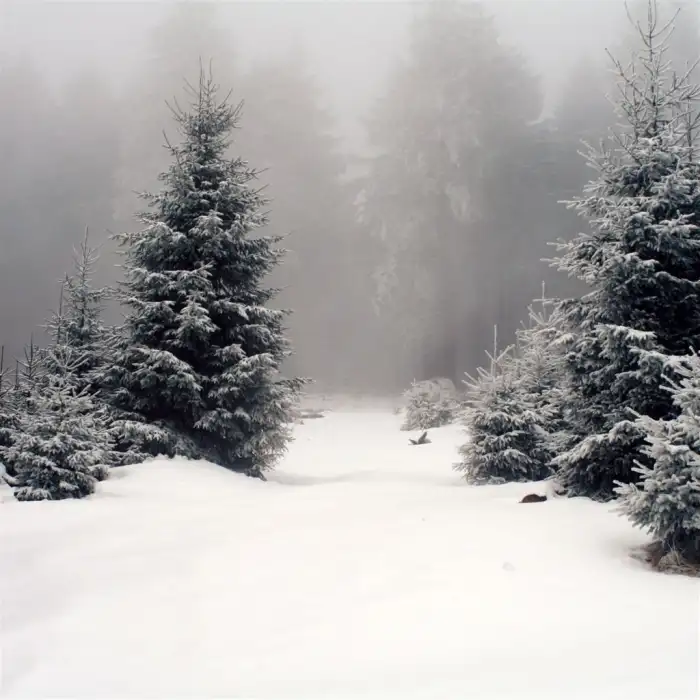 Aerial View Snow Covered Tree Road Forest Background