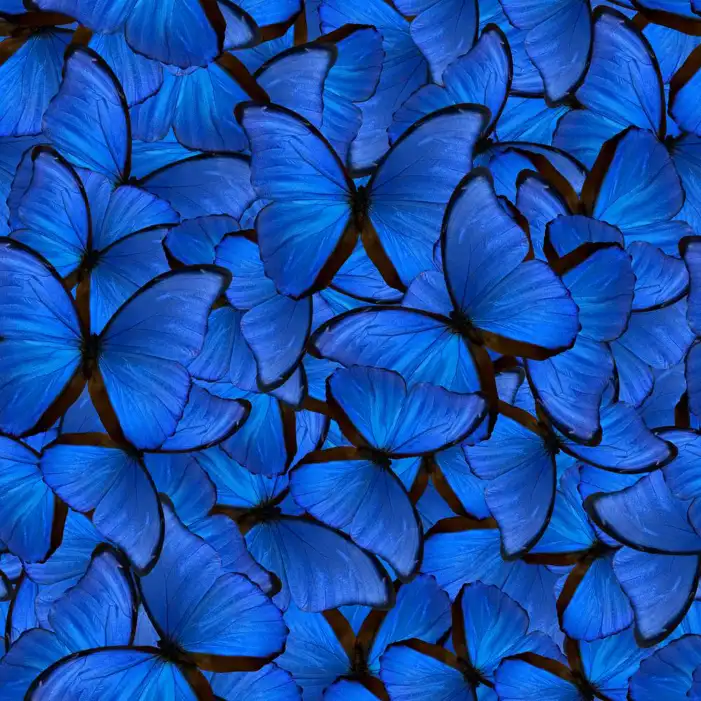 Aesthetic Butterfly Background HD Images