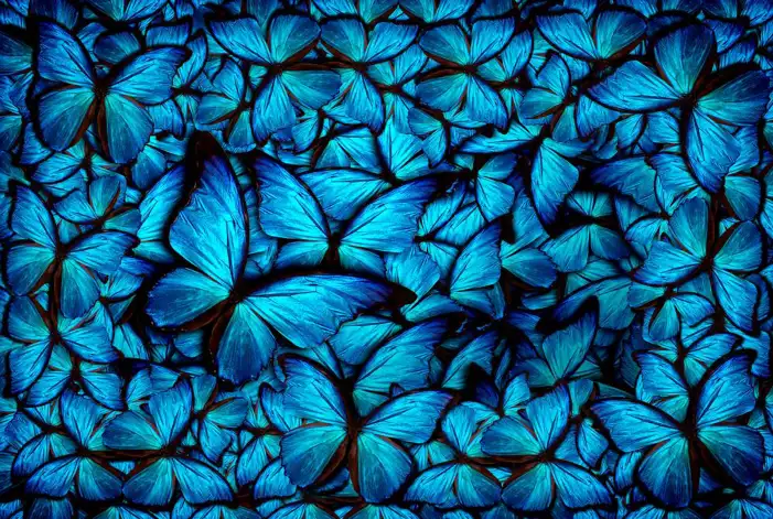 Aesthetic Butterfly Background HD Images