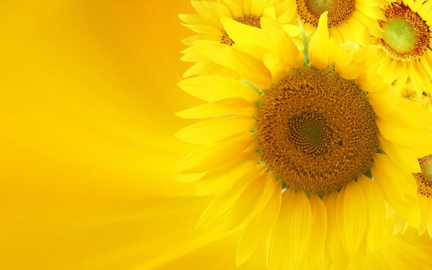 Agriculture Sunflower PPT PowerPoint Background