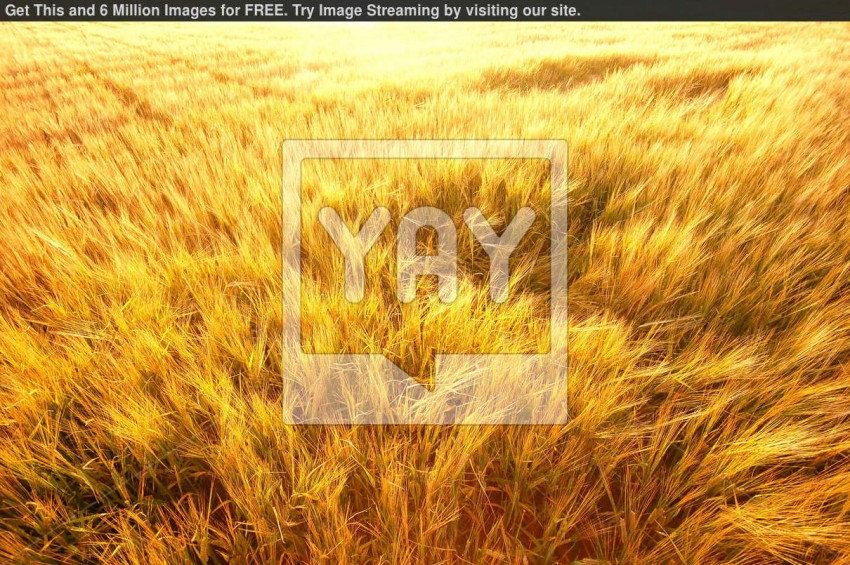 Agriculture Wheat PPT PowerPoint Background