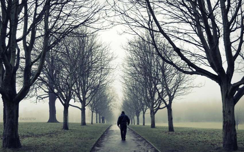 Alone Boy Forest Tree Road Background HD Download