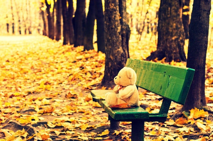 Alone Chair In Forest HD Background Wallpaper Pic