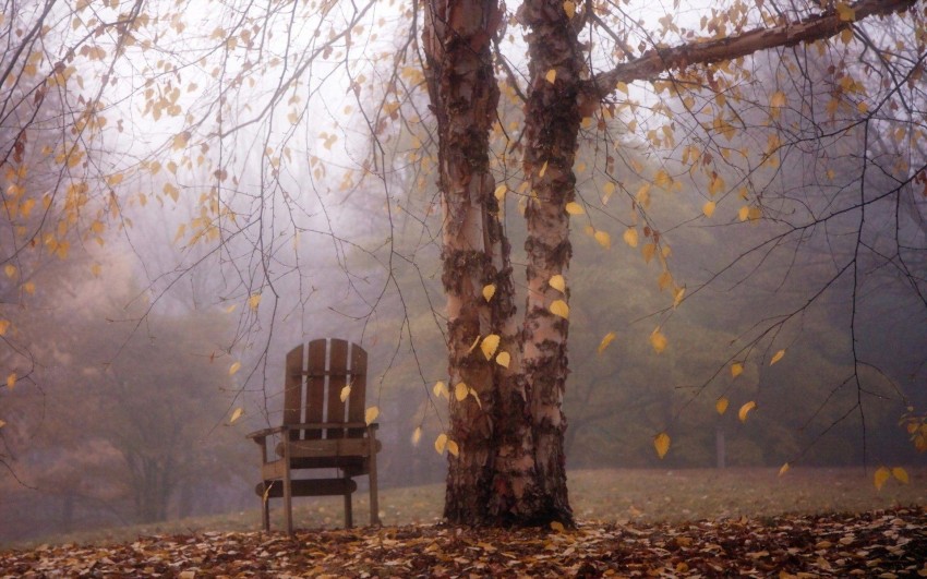 Alone Chair In Forest HD Background Wallpaper Pic