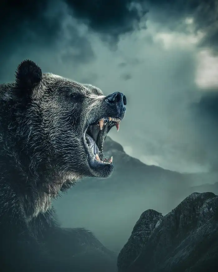 Angry Bear CB Photo Editing Background Free