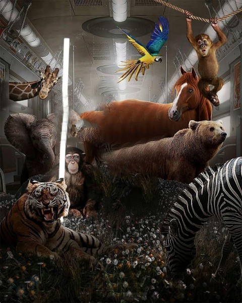 Group Of Animal Editing CB Background