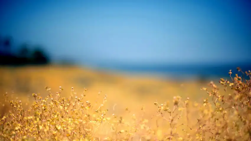 Anime Blue Sky With Field Background HD Download