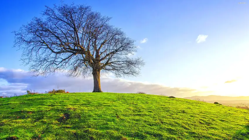 Anime Field With Sky Grass Background HD Download