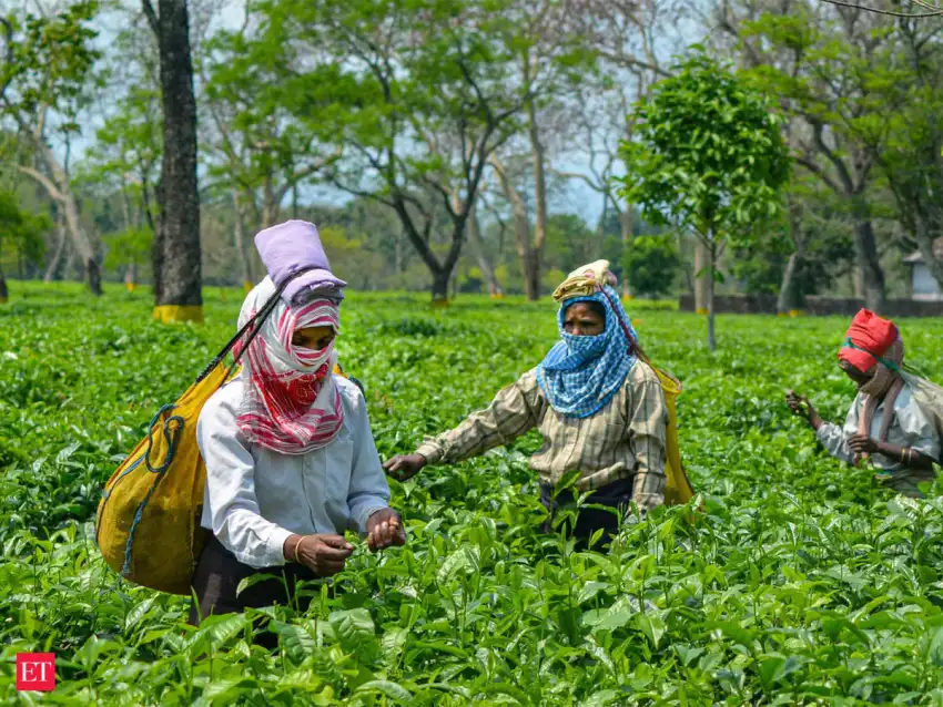 Assam Field Background HD Download