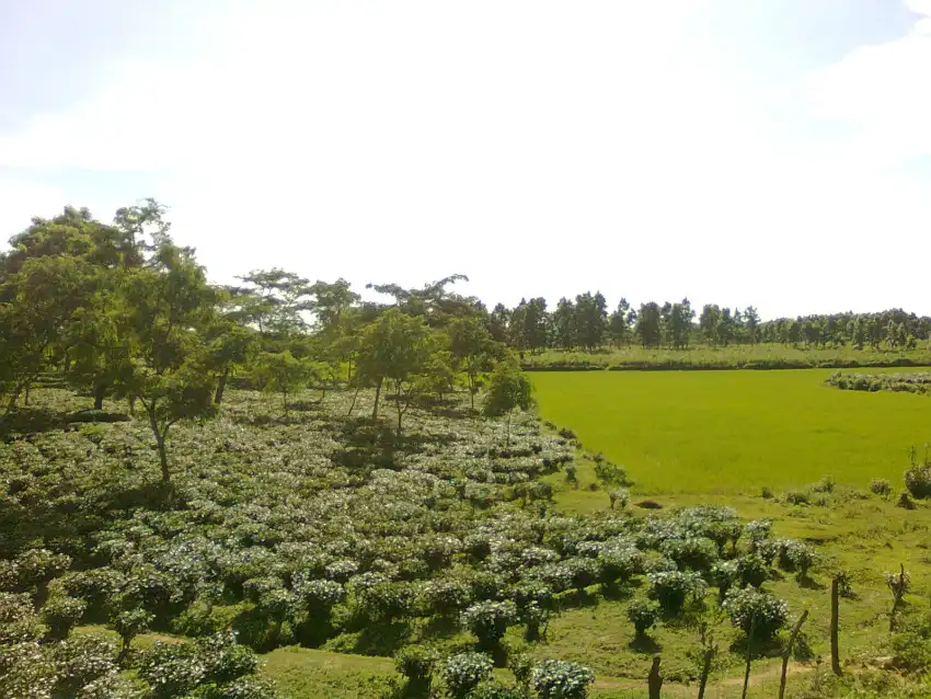 Assam Field Background HD Download