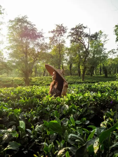 Assam Field Background HD Download