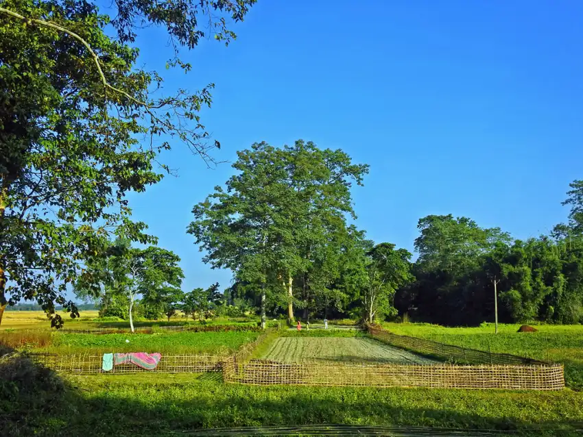 Assam Field Background HD Download