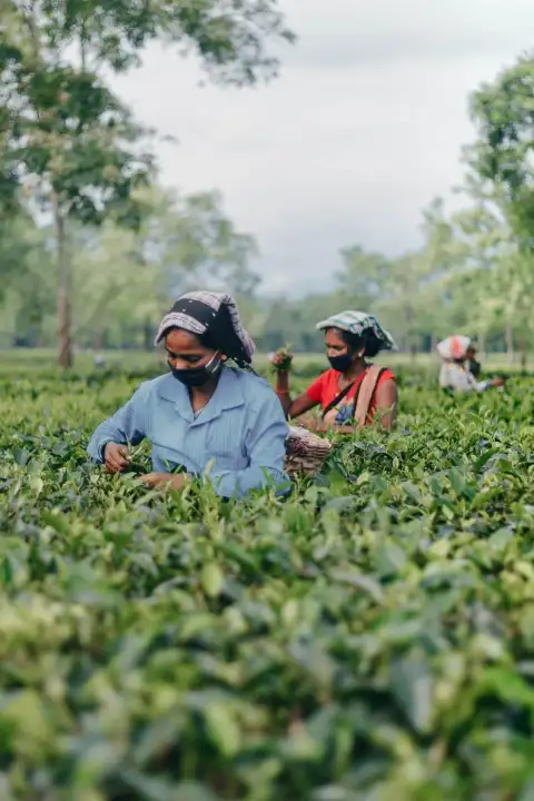 Assam Field Background HD Download Free