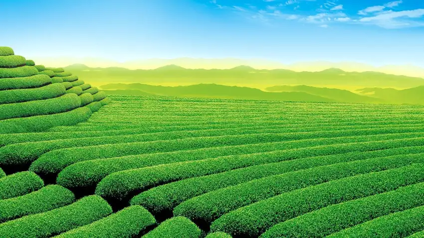 Assam Field Background HD Download Free