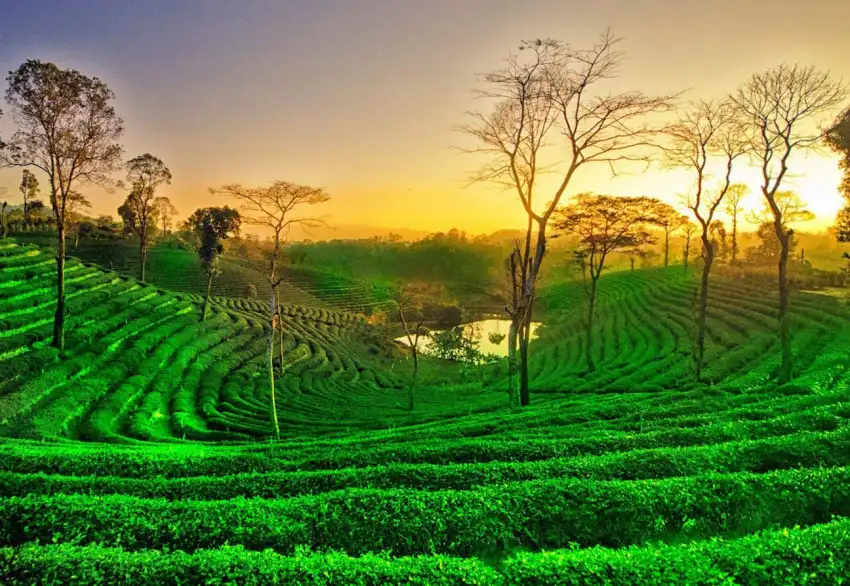 Assam Field Background HD Photos Images Download