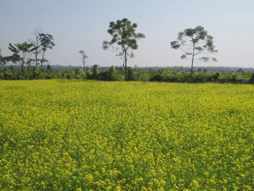 Assam Field Wallpaper Background HD Download