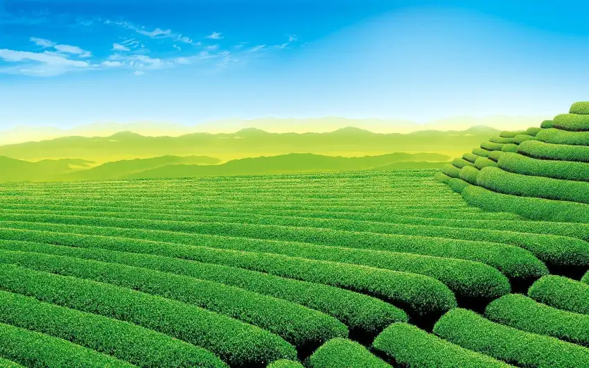 Assam Green Field Background HD Wallpaper Download