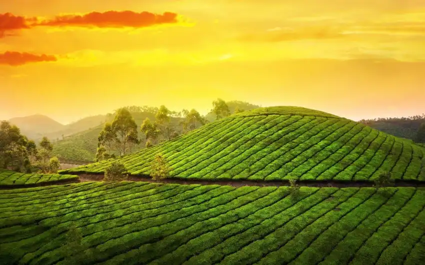 Assam Green Field Background HD Wallpaper Download