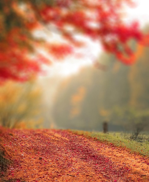 Autumn Blur Road CB Picsart Editing Background HD