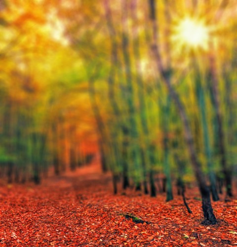 Autumn Forest Editing CB Picsart Background HD Download