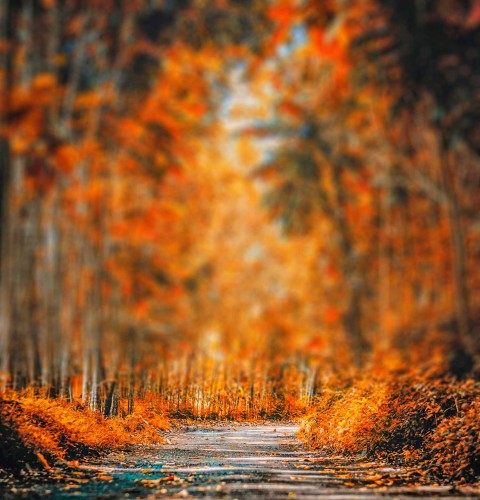 Autumn Forest Tree CB Picsart Background Full HD Download