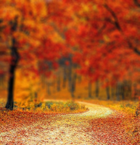 Autumn Road CB Picsart Editing Background HD Download