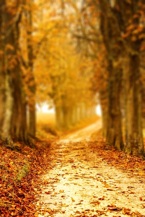 Autumn Road CB Picsart Editing Background HD Download