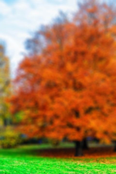 Autumn Tree CB Picsart Editing Background HD Download