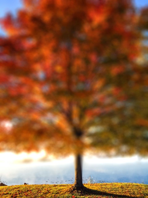 Autumn Tree CB Picsart Editing Background HD Download