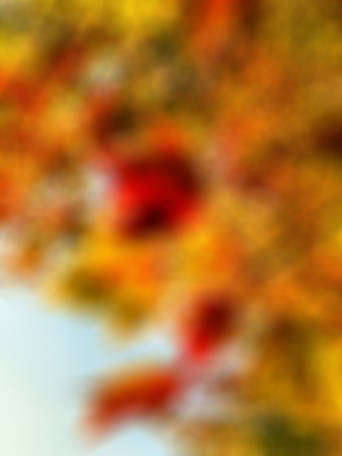 Autumn Tree CB Picsart Editing Background HD Download