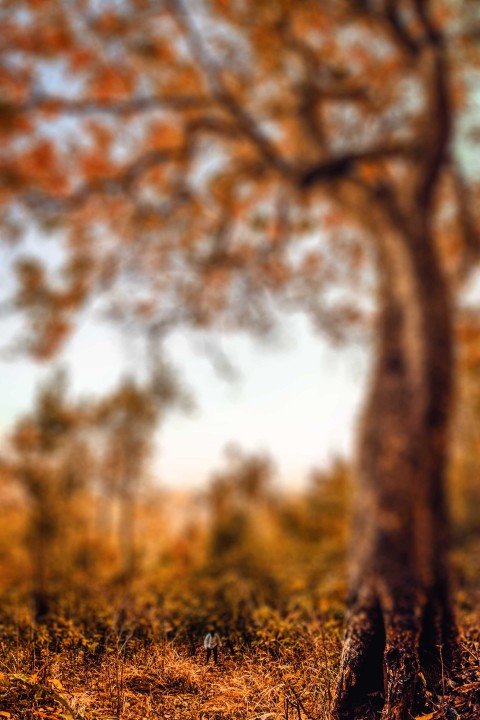 Autumn Tree CB Picsart Editing Background HD Download