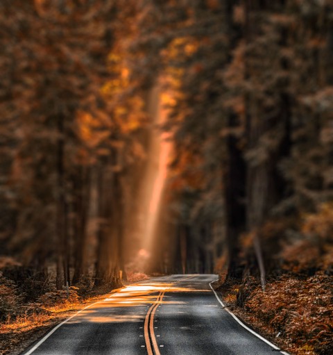 Autumn Tree Highway Road CB Picsart Background HD