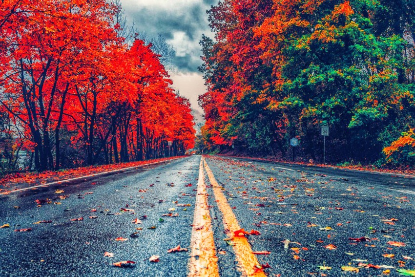 Autumn Tree Nature Road Background HD Download