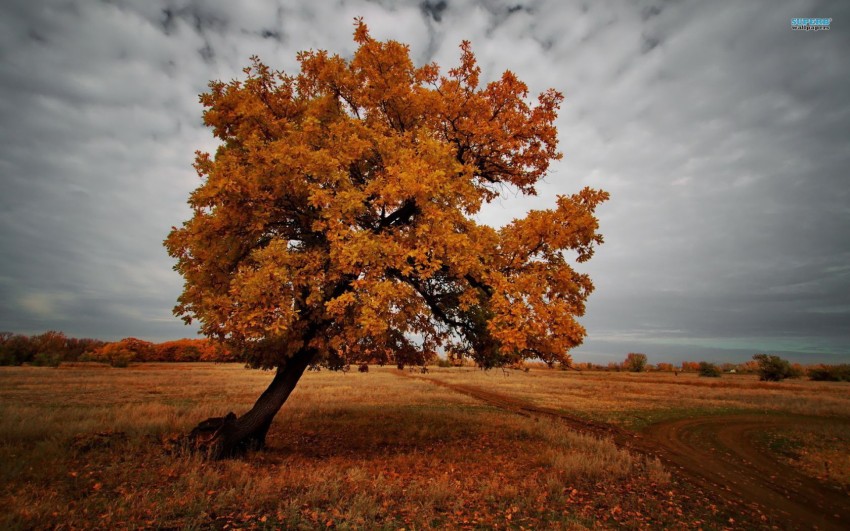 Autumn Tree Wallpaper  Background HD Download